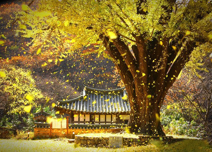‘Nhất niệm phóng hạ, vạn bàn tự tại’ – Lá vàng lìa xa cành cây là để đợi chờ mùa xuân xanh tươi đến 